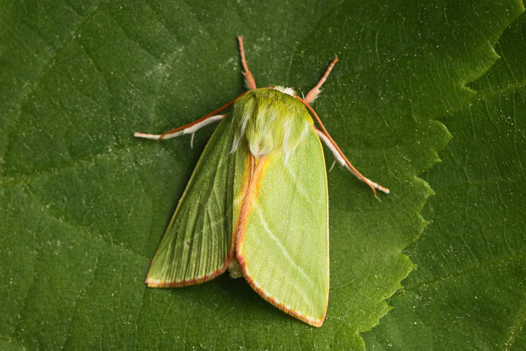 Buchen-Kahnspinner, Jägerhütchen