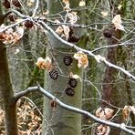 Buchen-Kiefer oder Kiefern-Buche?