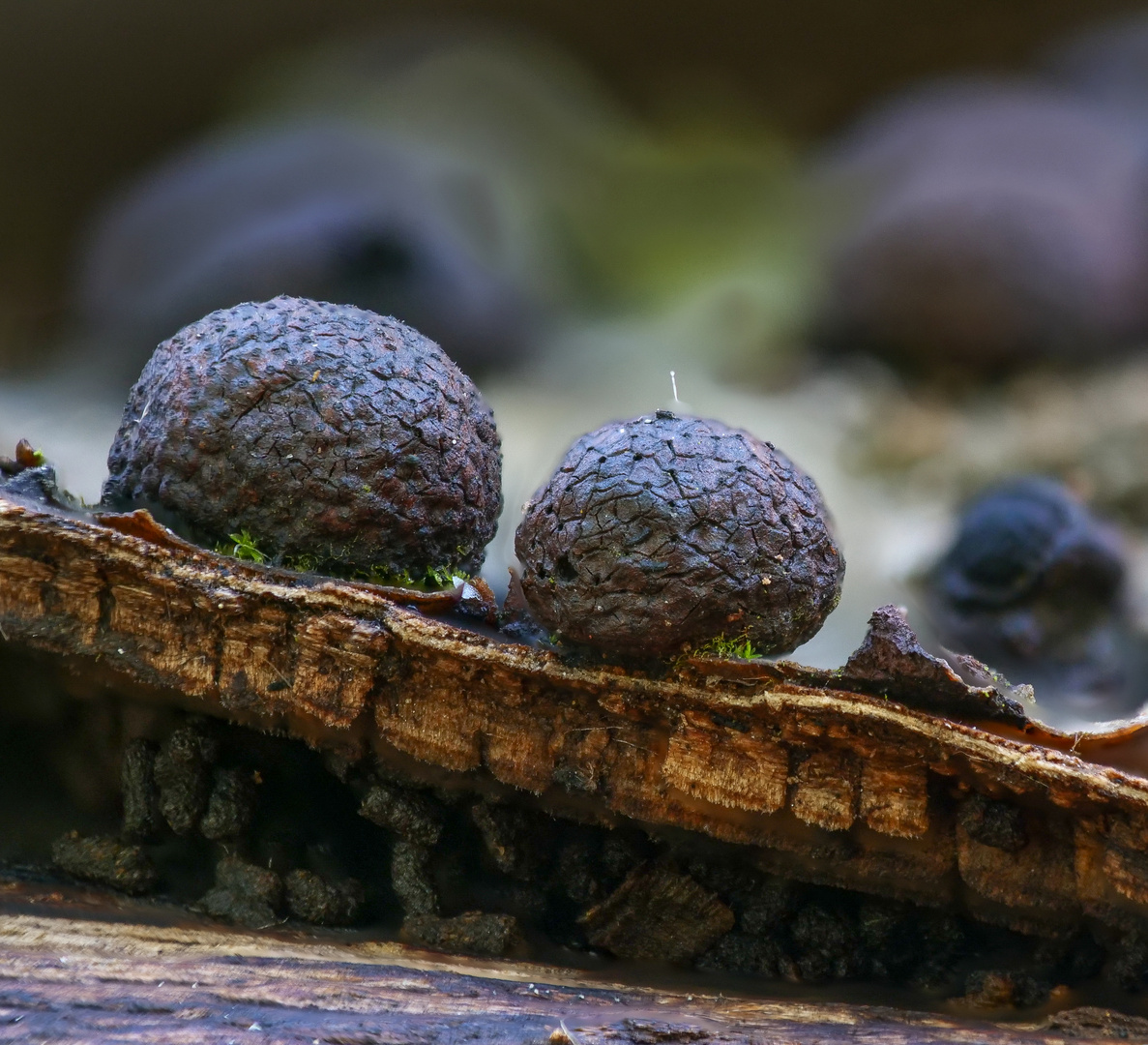 Buchen - Kohlenbeeren Pilz_Bild 1