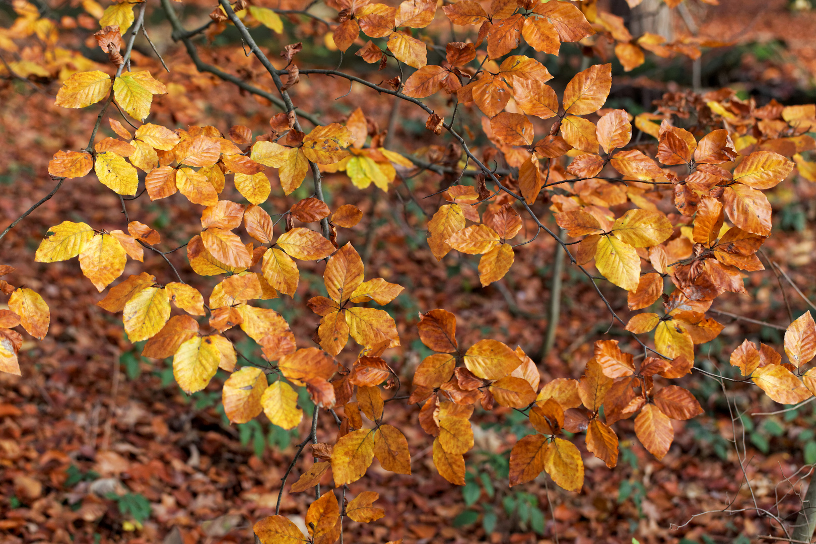 Buchen-Laub