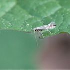 Buchen-Miniermotte (Phyllonorycter meastingella)