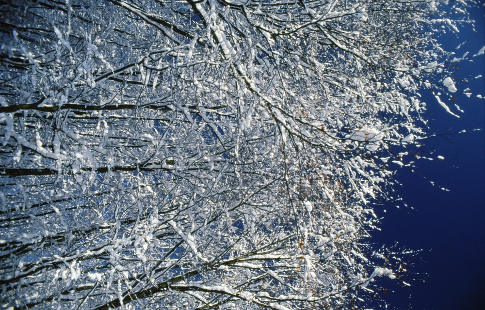 Buchen mit Schnee