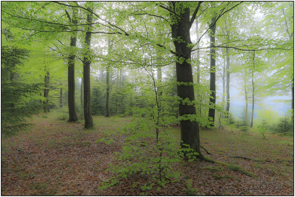 Buchen nach dem großen Regen