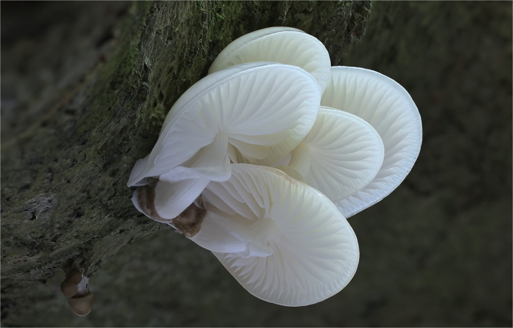 Buchen- oder Beringter Schleimrübling (Oudemansiella mucida)