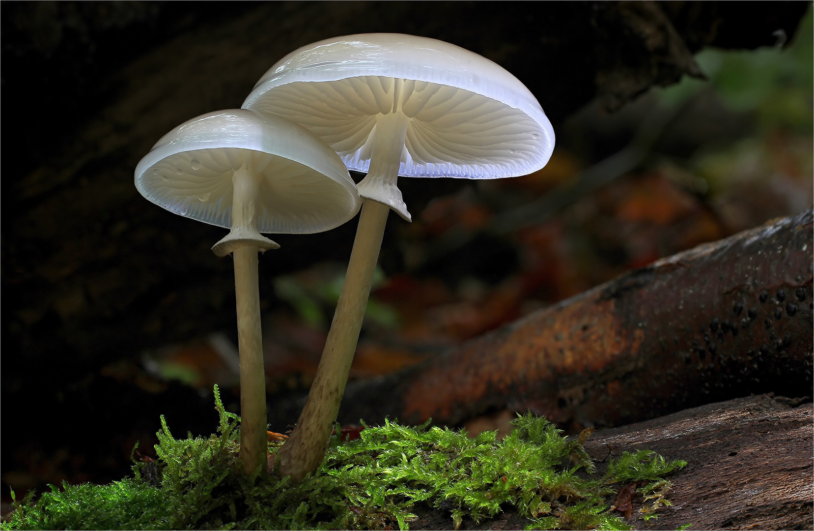 Buchen- oder Beringter Schleimrübling (Oudemansiella mucida)