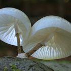 Buchen- oder Beringter Schleimrübling (Oudemansiella mucida)