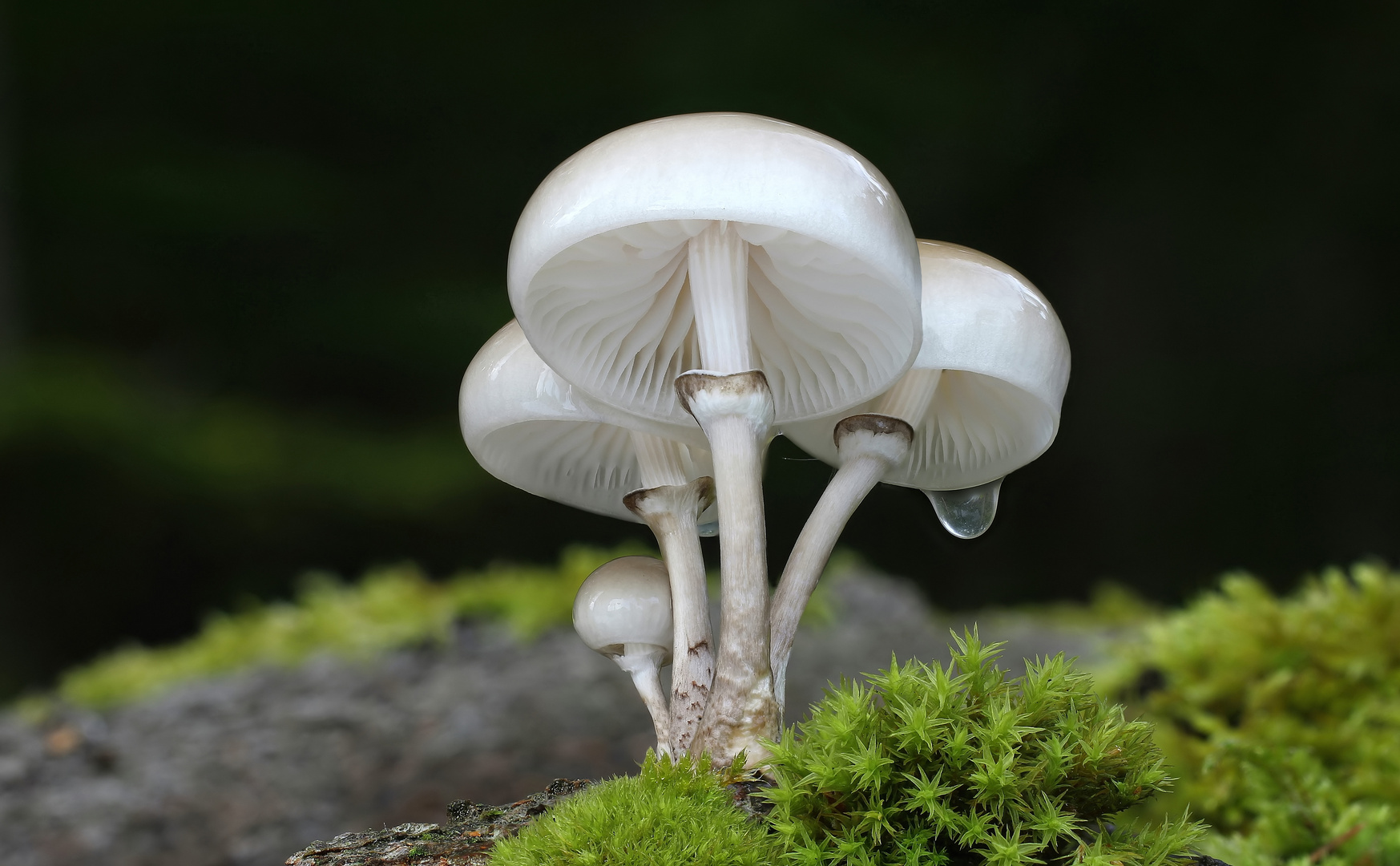 Buchen- oder Beringter Schleimrübling (Oudemansiella mucida)