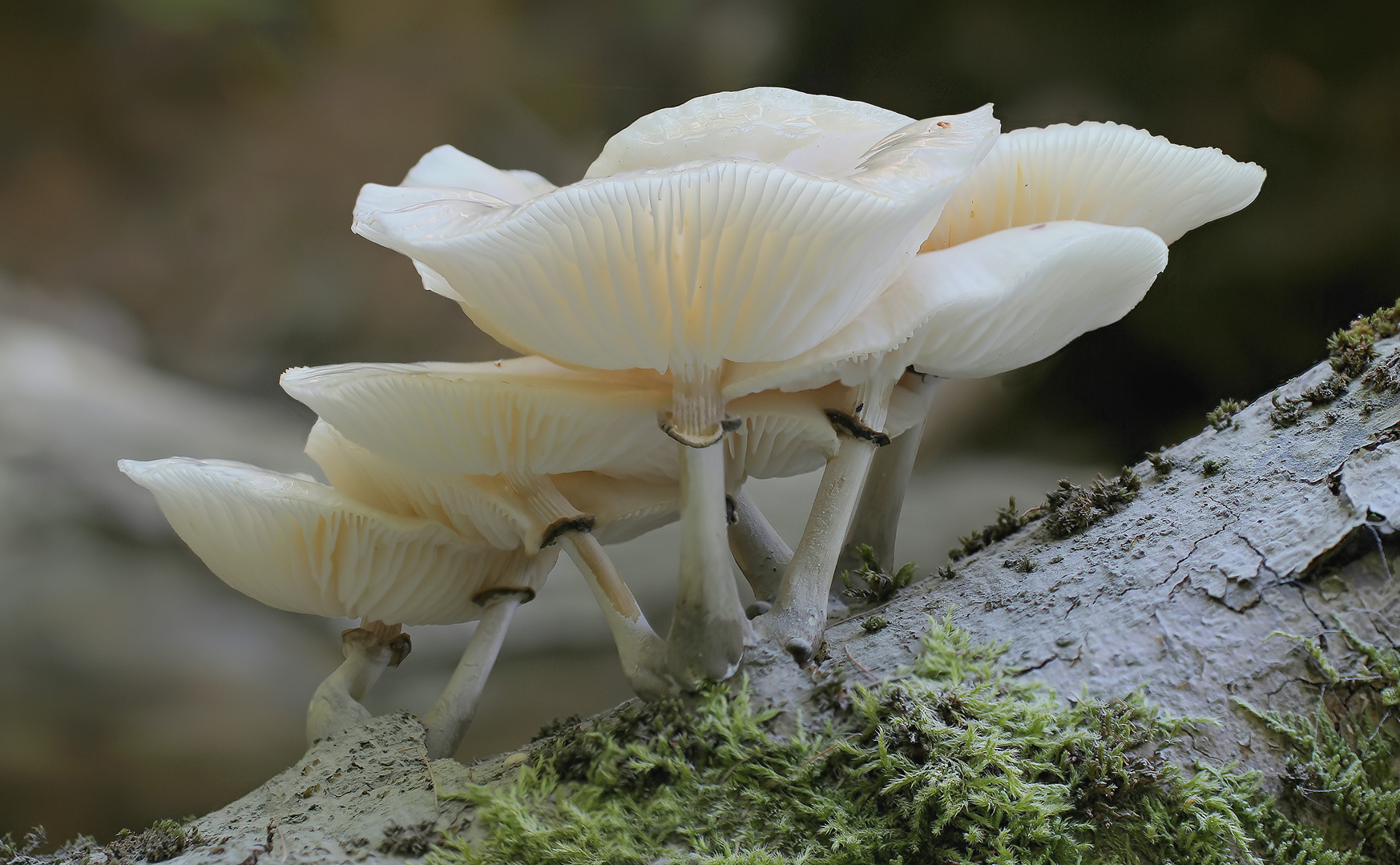 Buchen- oder Beringter Schleimrübling (Oudemansiella mucida)