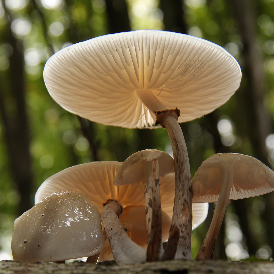 Buchen-Schleimrübling im Wald