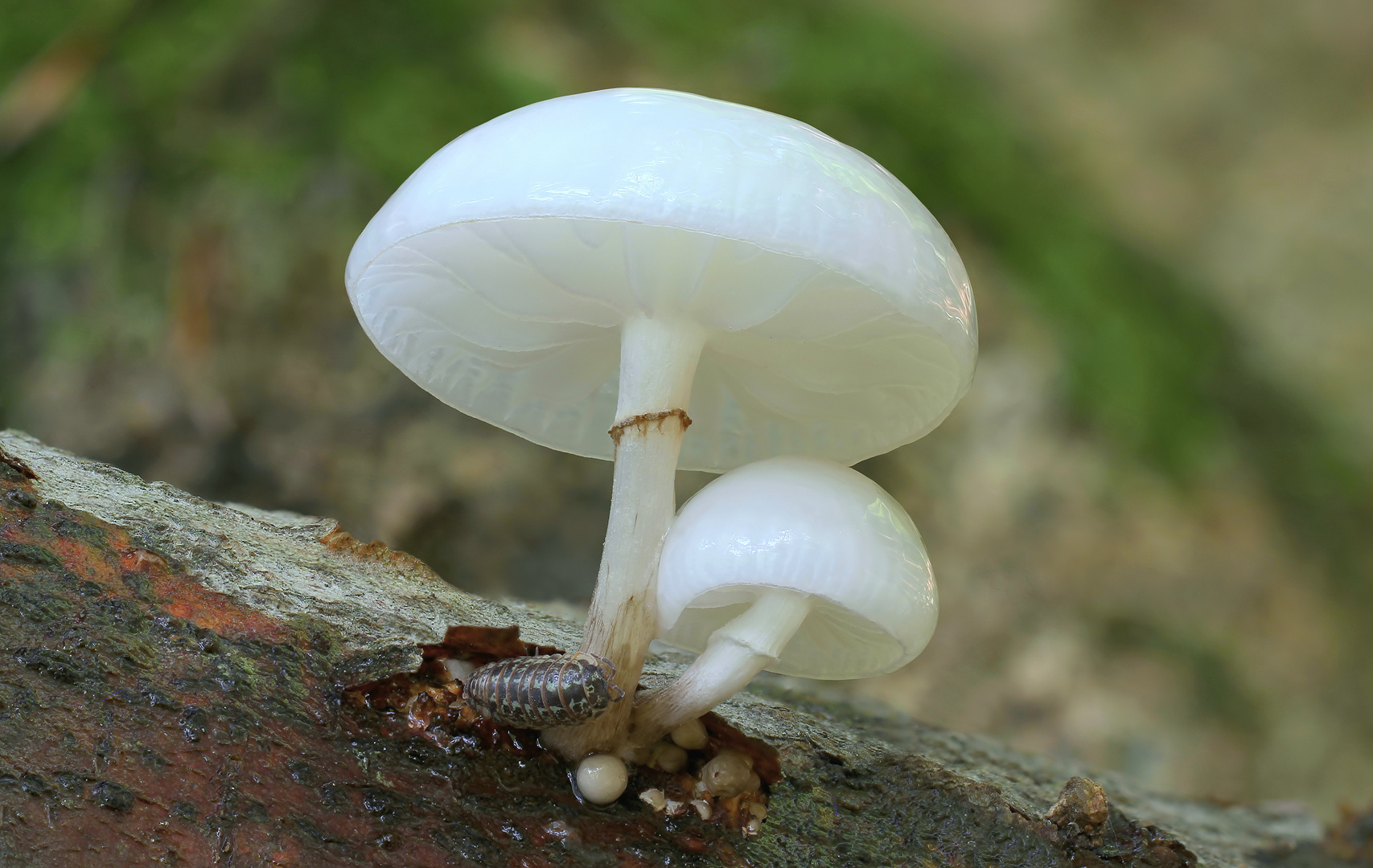 Buchen-Schleimrübling  (Oudemansiella mucida)