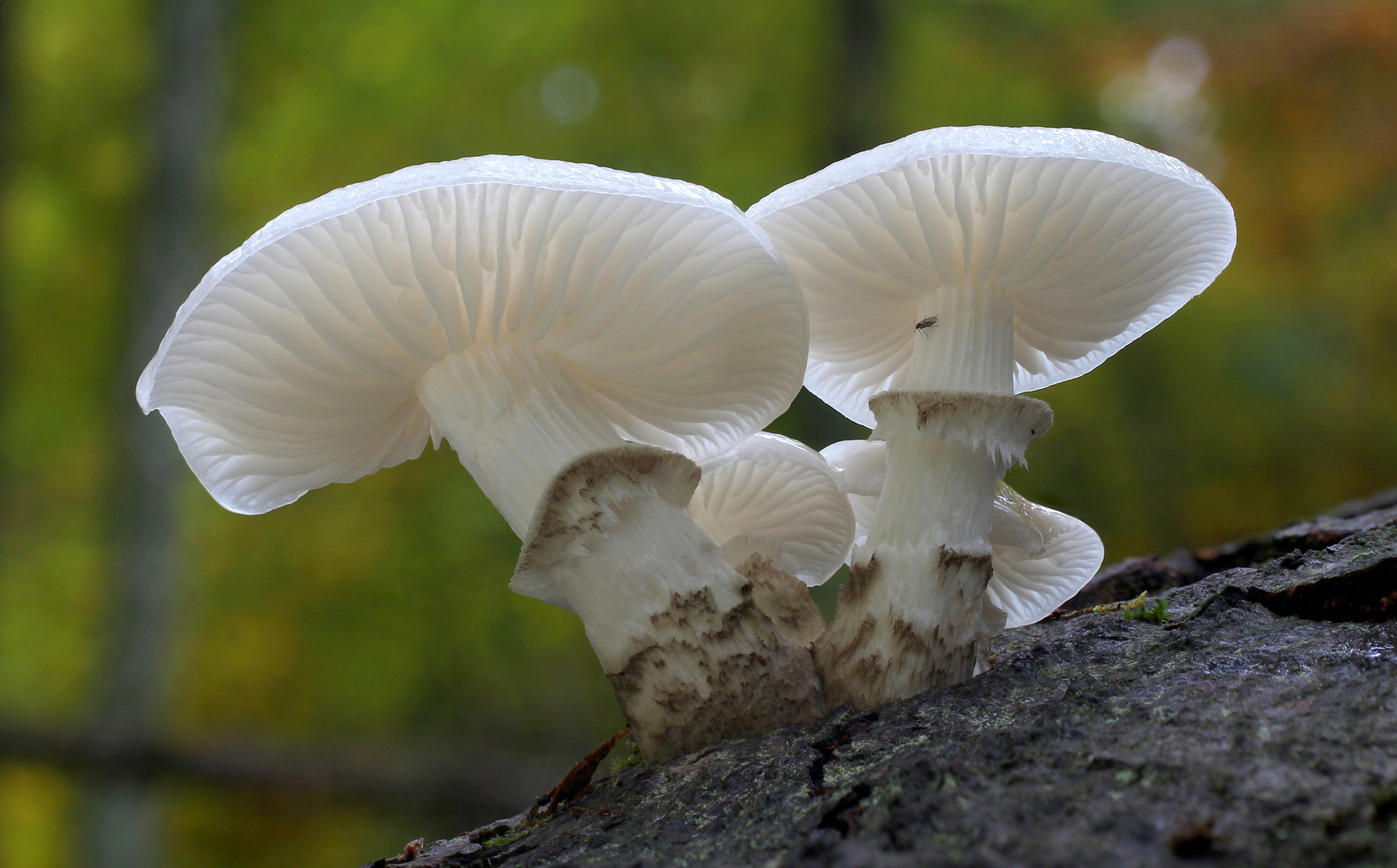 Buchen Schleimrübling (Oudemansiella mucida) 