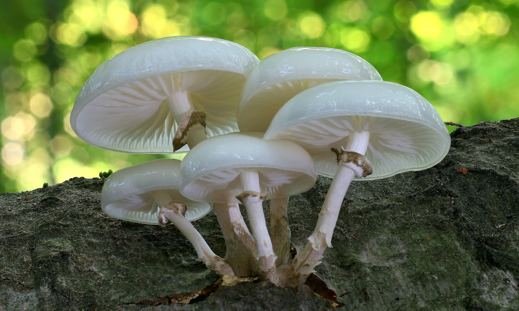 Buchen Schleimrübling (Oudemansiella mucida)