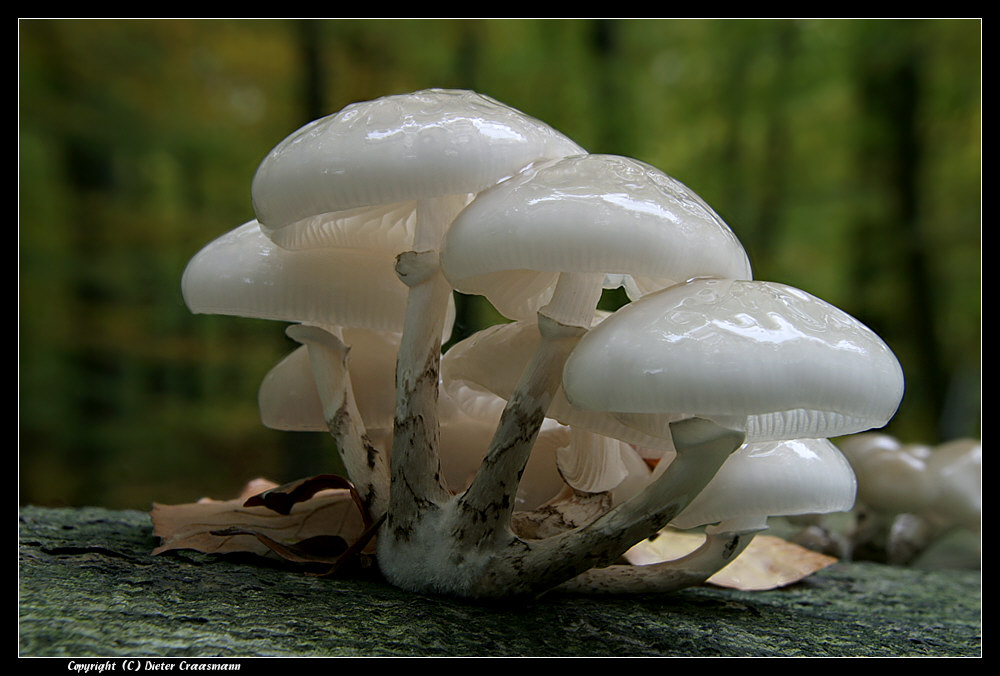 Buchen-Schleimrübling (Oudemansiella mucida)  - Porcelain Fungus