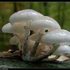 Buchen-Schleimrübling (Oudemansiella mucida)  - Porcelain Fungus