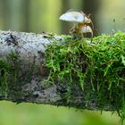 Buchen Schleimrüblinge auf einem umgefallenen Baum