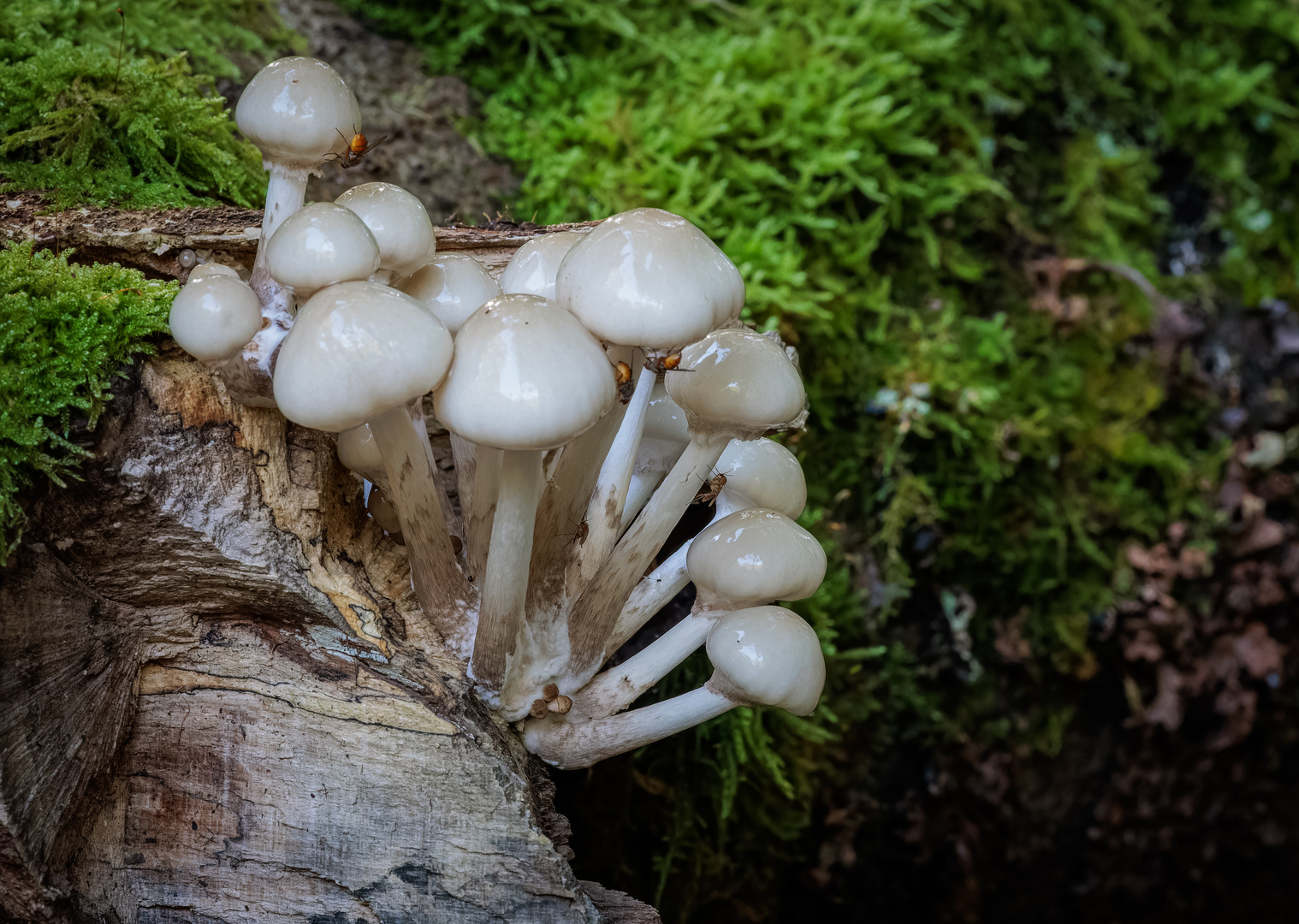 Buchen-Schleimrüblinge (Mucidula mucida)