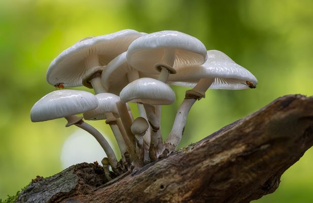 Buchen-Schleimrüblinge (Mucidula mucida)