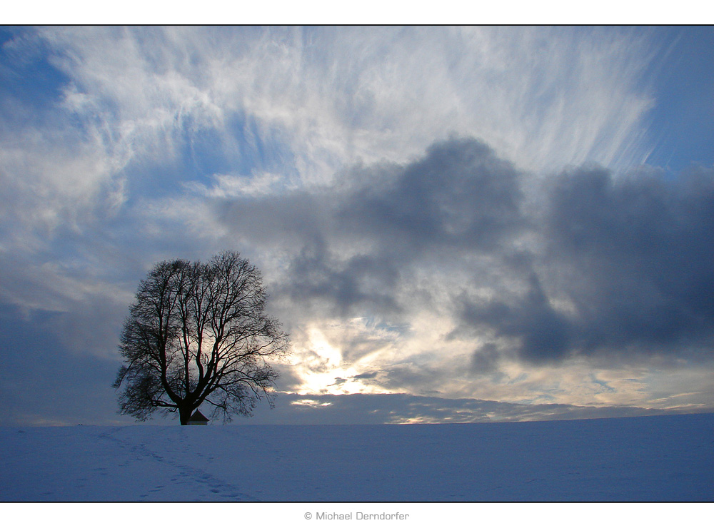 Buchen sollst du suchen...