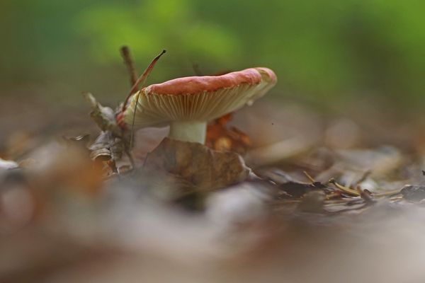 Buchen-Speitäubling