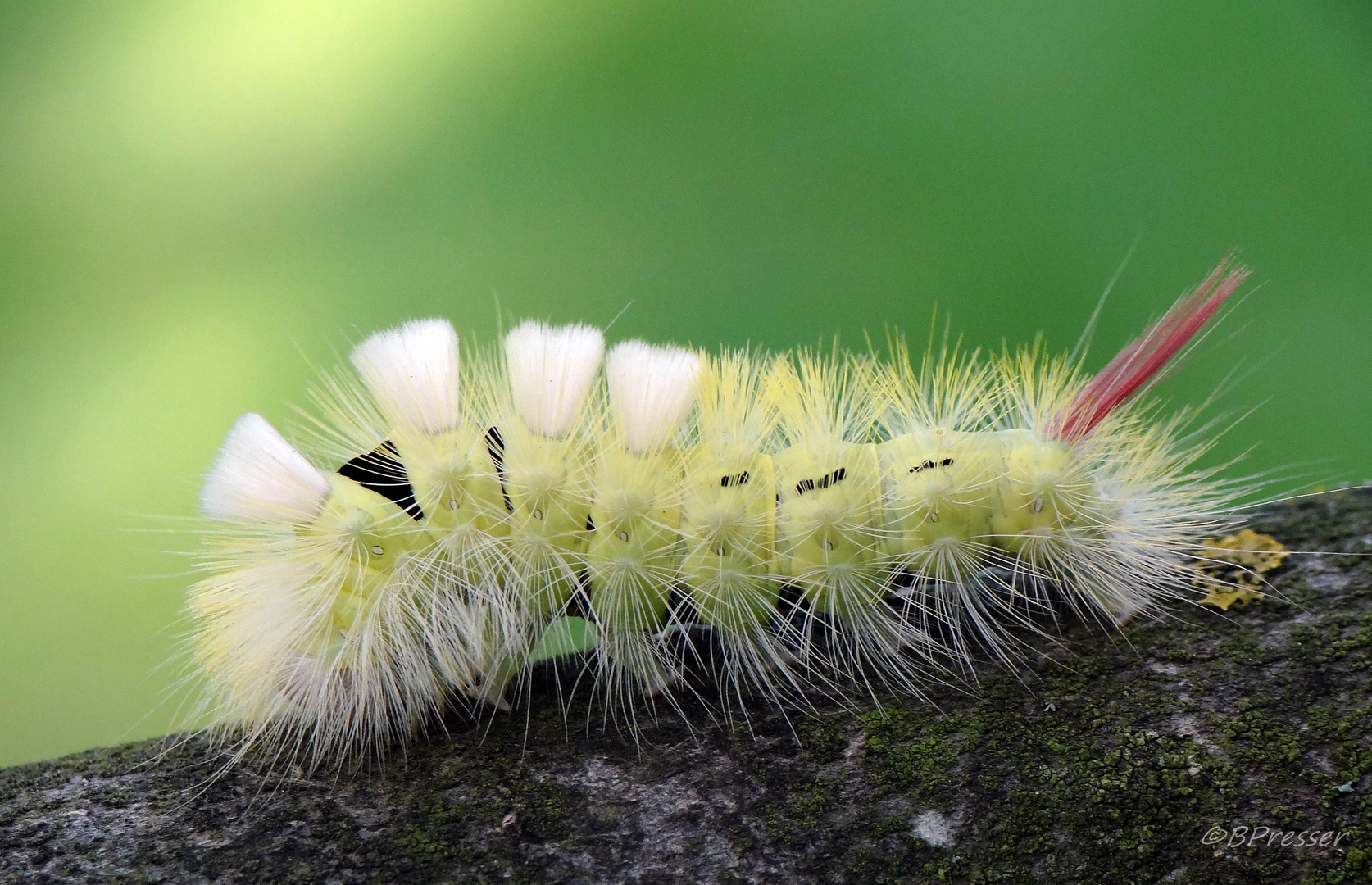 Buchen-Streckfuß Foto & Bild | tiere, wildlife, insekten Bilder auf ...