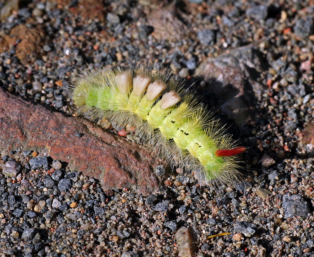 Buchen-Streckfuss