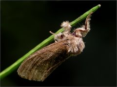   Buchen-Streckfuß