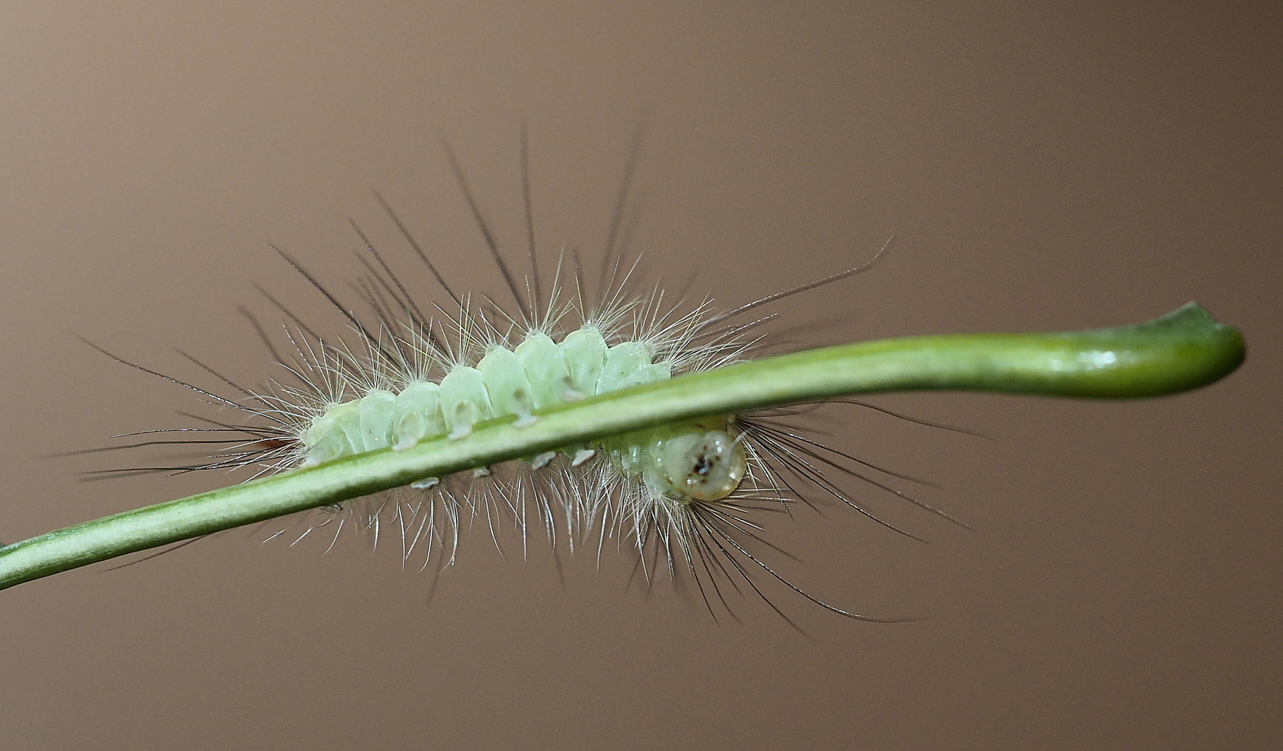 BuchenStreckfuß Foto & Bild fotos, natur, tiere Bilder auf