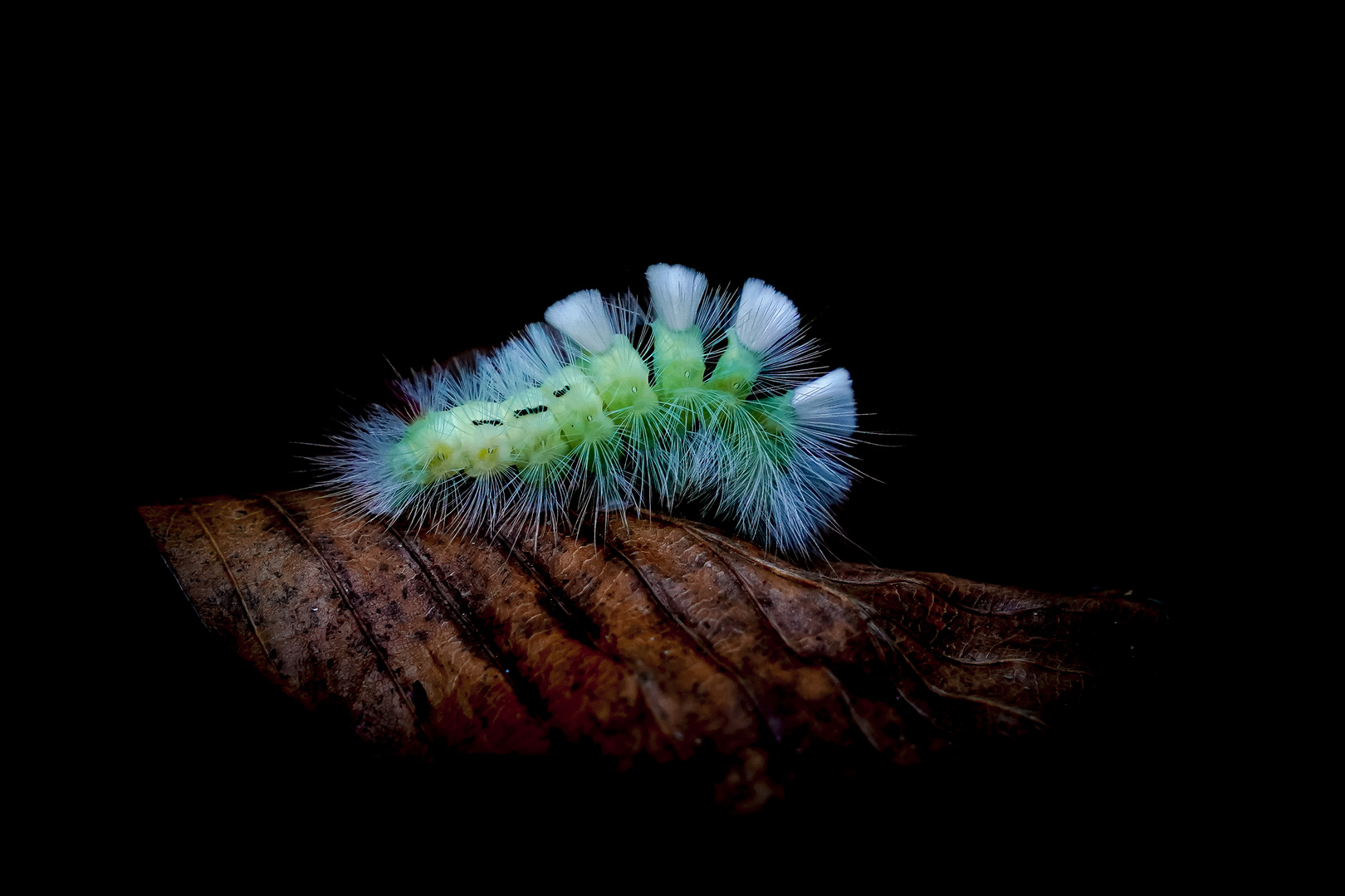 BuchenStreckfuß Foto & Bild tiere, tierdetails, wald Bilder auf