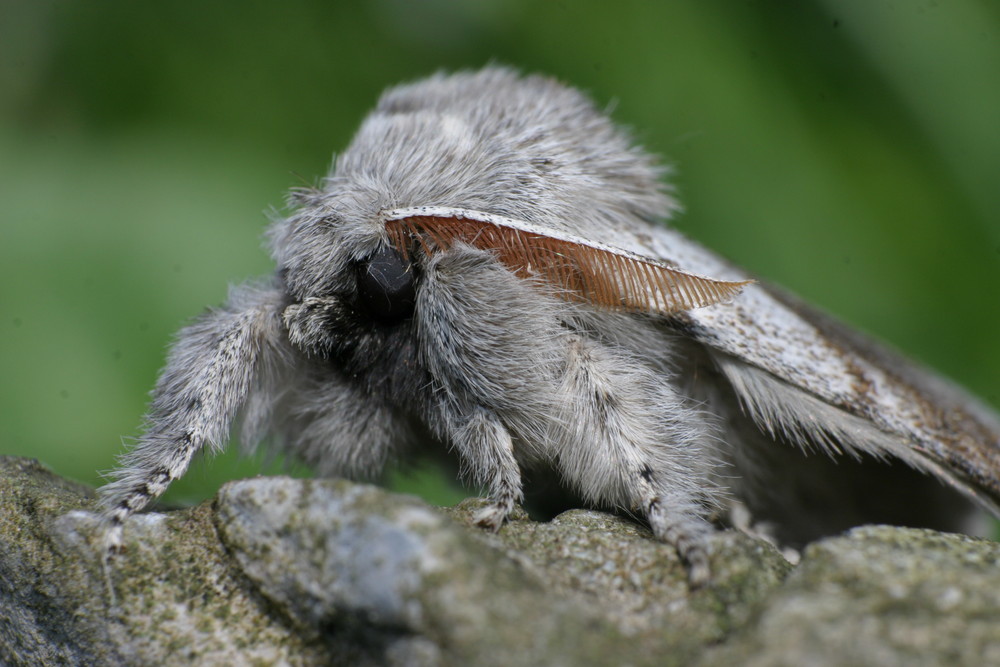 Buchen-Streckfuss (Calliteara pudibunda)