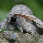 Buchen-Streckfuss (Calliteara pudibunda)