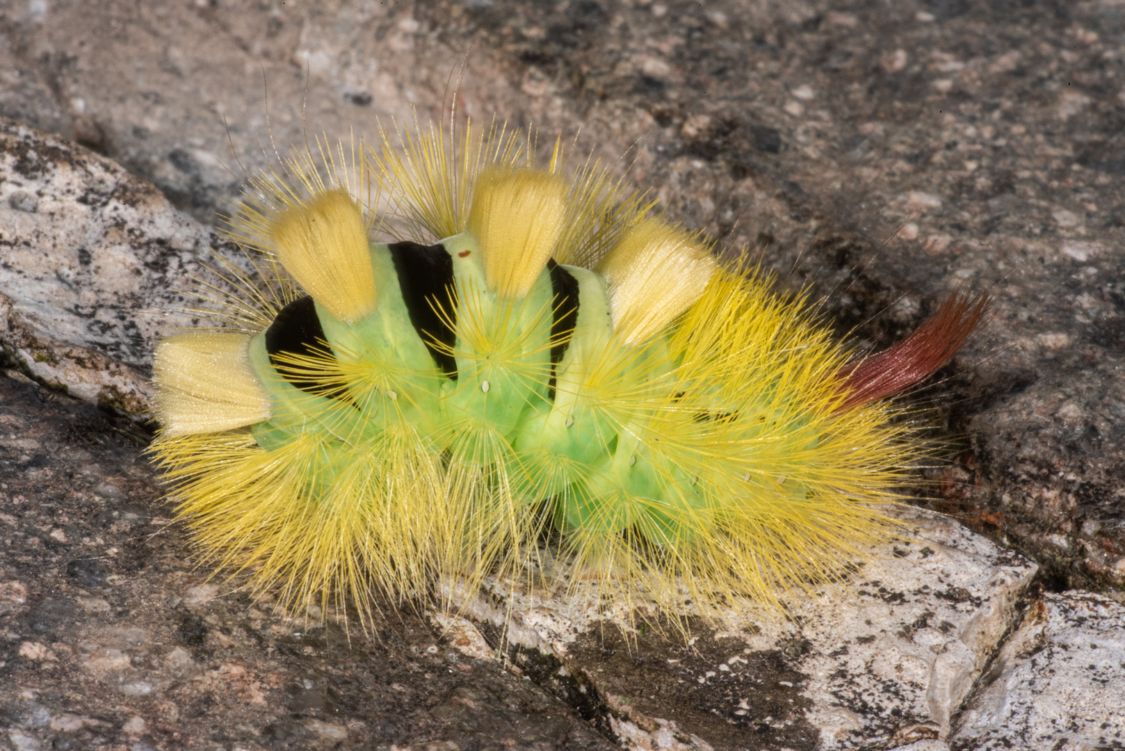 Buchen-Streckfuß (Calliteara pudibunda)