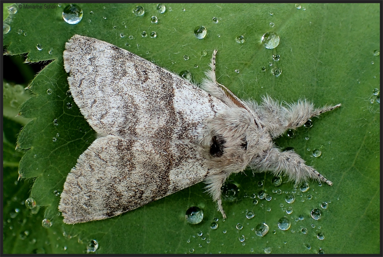 ...Buchen-Streckfuß ...Calliteara pudibunda... Foto & Bild | natur ...