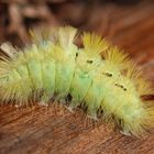 Buchen-Streckfuß (Calliteara pudibunda) auch Buchenrotschwanz genannt.