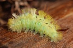 Buchen-Streckfuß (Calliteara pudibunda) auch Buchenrotschwanz genannt.