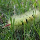 Buchen-Streckfuss oder Buchenrotschwanzraupe