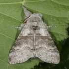 Buchen-Streckfuss oder Pale Tussock (Calliteara pudibunda)