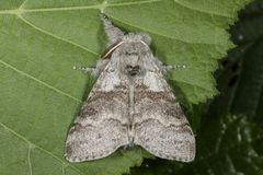 Buchen-Streckfuss oder Pale Tussock (Calliteara pudibunda)