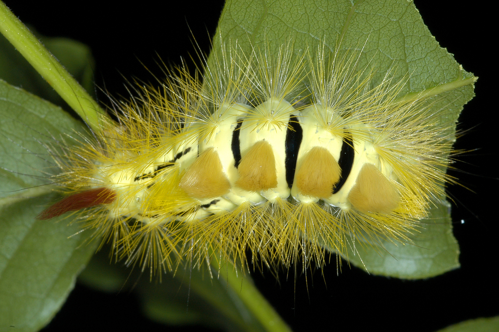 Buchen-Streckfuss oder Pale Tussock (Calliteara pudibunda)