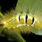 Buchen-Streckfuss oder Pale Tussock (Calliteara pudibunda)