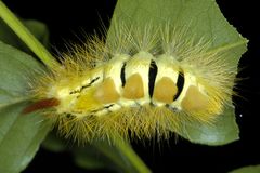 Buchen-Streckfuss oder Pale Tussock (Calliteara pudibunda)