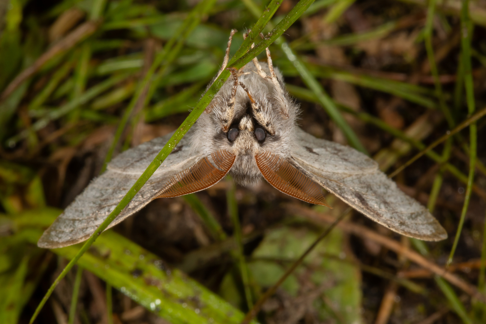 Buchen-Streckfuss oder Pale Tussock (Calliteara pudibunda)