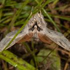 Buchen-Streckfuss oder Pale Tussock (Calliteara pudibunda)