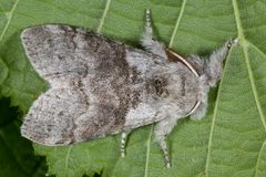 Buchen-Streckfuss oder Pale Tussock (Calliteara pudibunda)