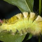 Buchen-Streckfuss oder Pale Tussock (Calliteara pudibunda)