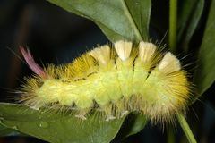 Buchen-Streckfuss oder Pale Tussock (Calliteara pudibunda)