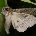 Buchen-Streckfuss oder Pale Tussock (Calliteara pudibunda)