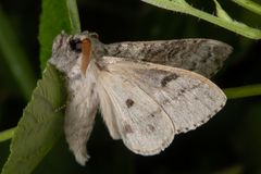 Buchen-Streckfuss oder Pale Tussock (Calliteara pudibunda)