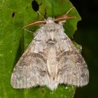 Buchen-Streckfuss oder Pale Tussock (Calliteara pudibunda)