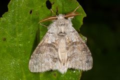 Buchen-Streckfuss oder Pale Tussock (Calliteara pudibunda)