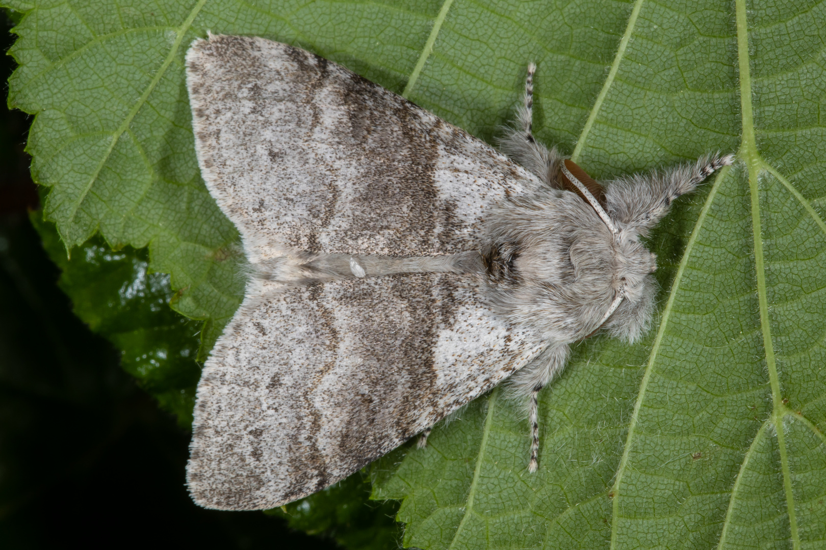 Buchen-Streckfuss oder Pale Tussock (Calliteara pudibunda)